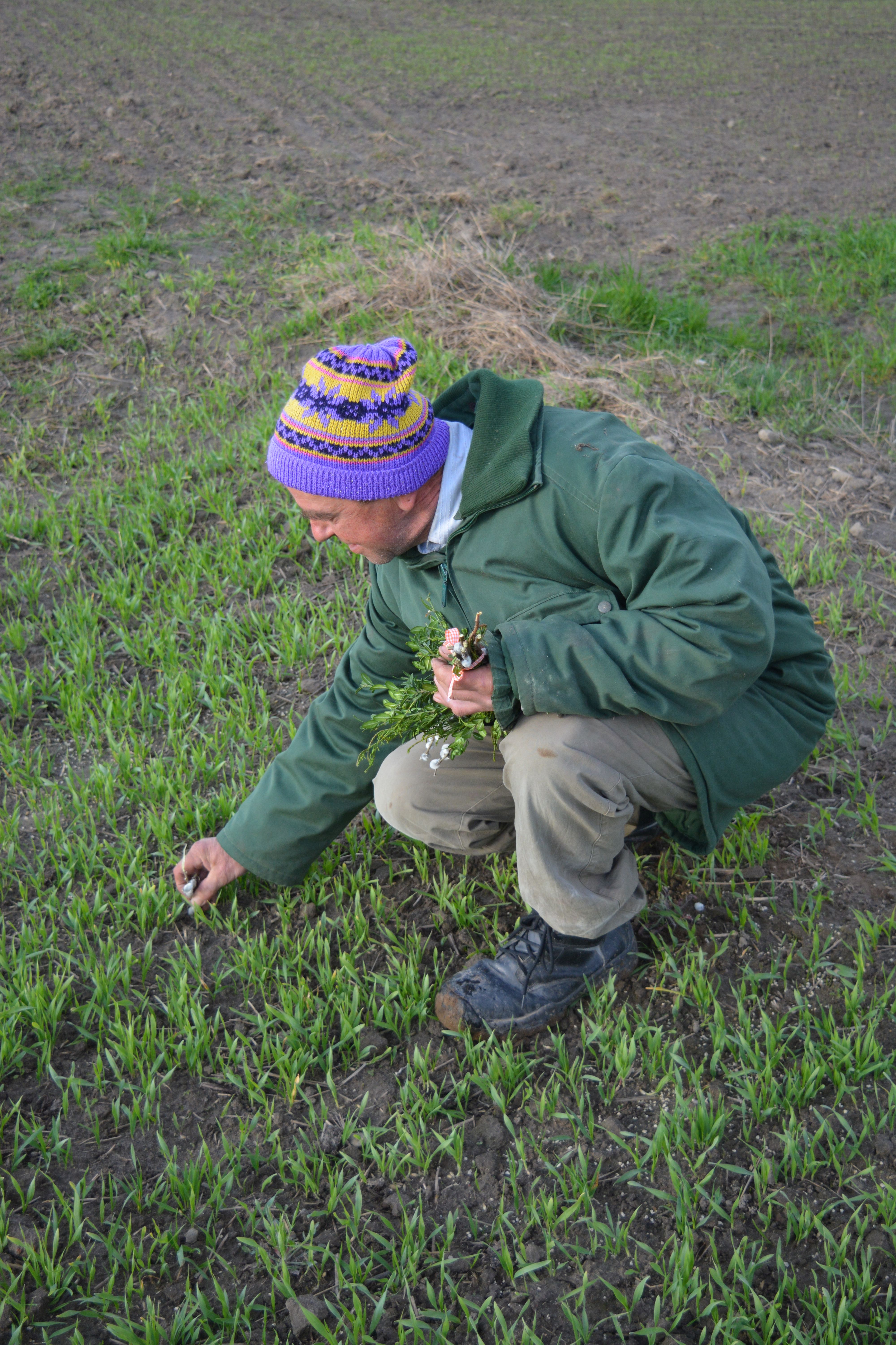 Read more about the article Krzyżyki palmowe / Borki Małe